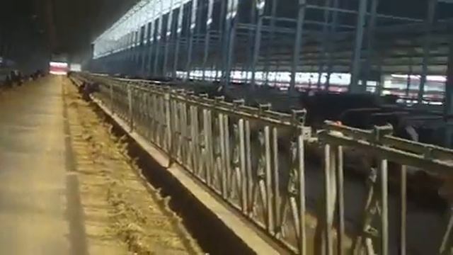 Трио молочная ферма