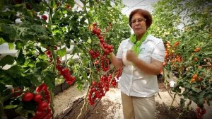 Супервкусный томат Малиновый десерт. Обзор сорта.