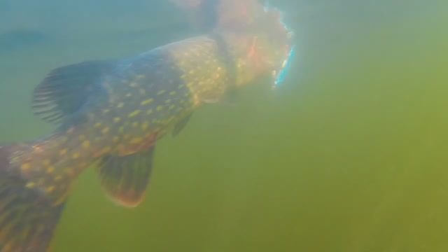 Троллинг 2024.Подводная съёмка   щуки, сработал сиреневый воблер Бандит.