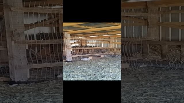 совместная жизнь овец и кур