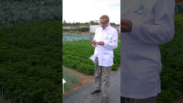 Многолетний лук батун на перо. Какой сорт лука батуна посеять.