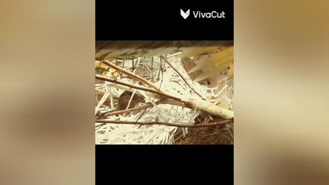 sonic traveller смотреть онлайн