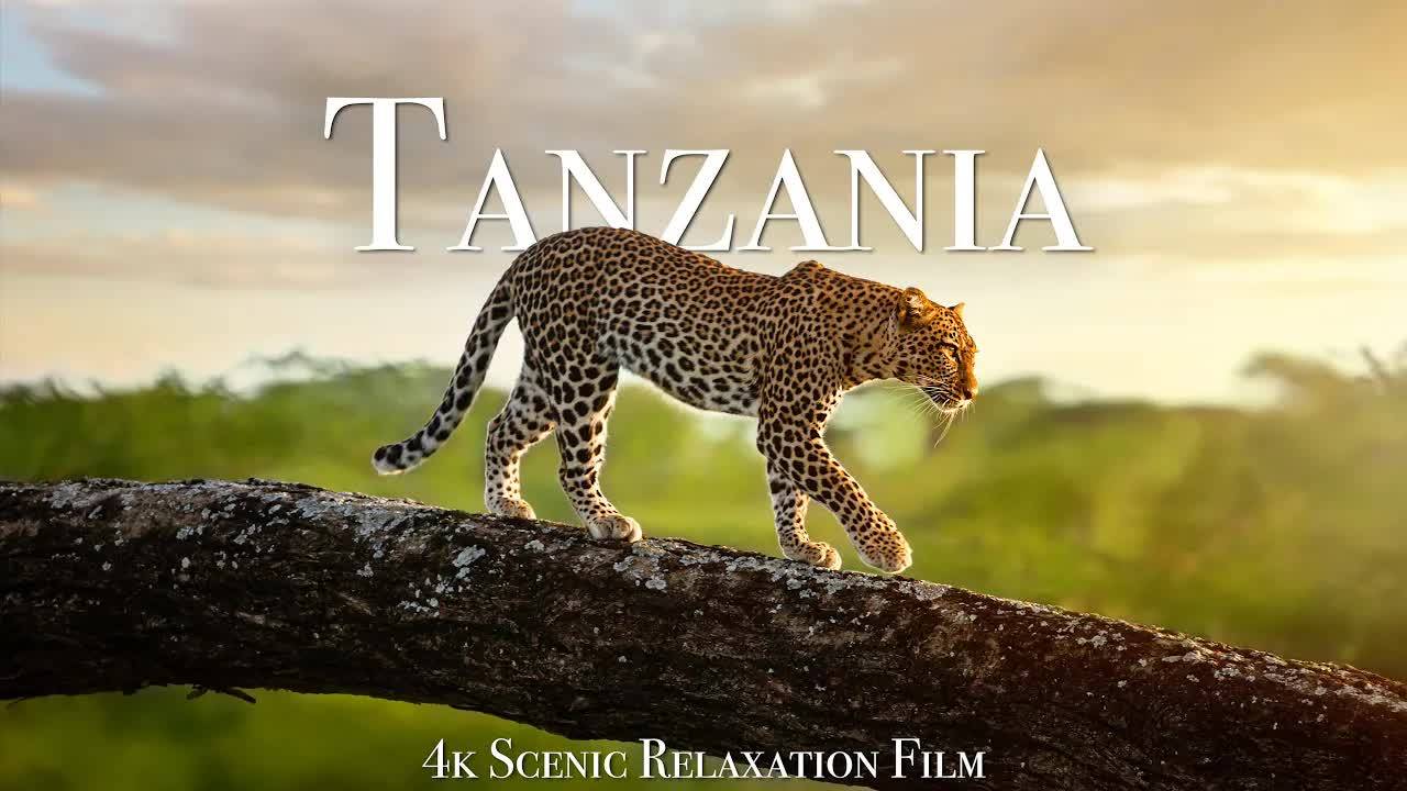 Tanzania & Serengeti 4K - Scenic Wildlife Film With African Music смотреть онлайн