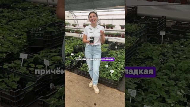 Делимся лучшим сортом земляники без усов!