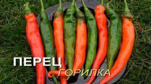 Перец острый ГОРИЛКА. Обзор сортов ПЕРЦЕВ!