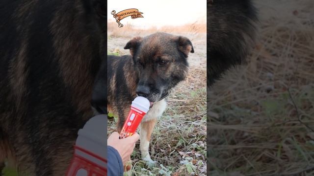 Лягушка, её мама и... сестра смотреть онлайн