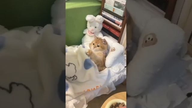 маленький а шарит♥️ смотреть онлайн