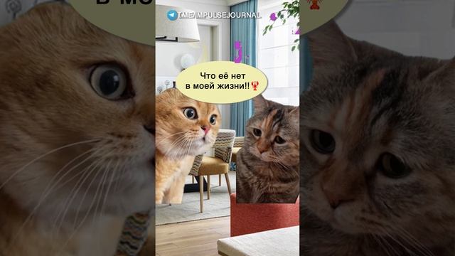 На старт #мыкотики #вмем #разговор #анекдот #шутки #кот #юмор #смешное #прикольно #мемы #cat @impul смотреть онлайн