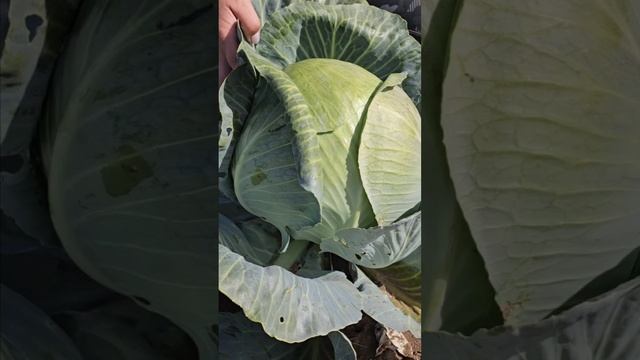 Секреты, которые делают эту капусту такой популярной!