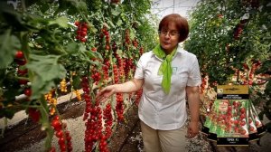 Черри сладкие, как карамель! Томат Терек F1!