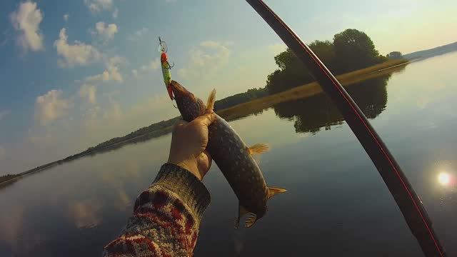 Рыбалка на троллинг 2024 .Зарыбляем Селигер.