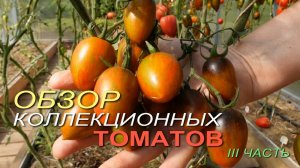 Обзор КОЛЛЕКЦИОННЫХ ТОМАТОВ. III ЧАСТЬ.