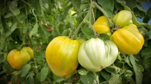 Томат Алтайский мед