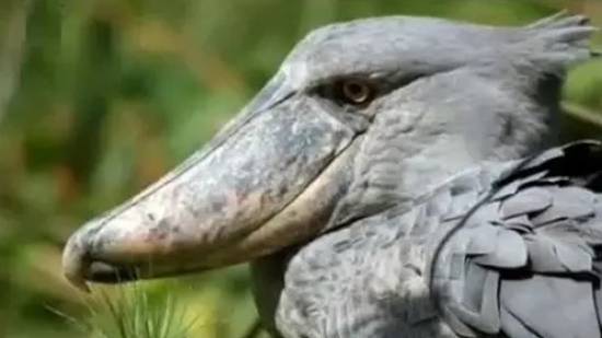 Китоглав смотреть онлайн