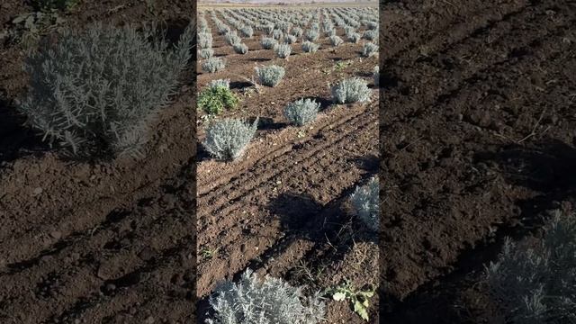 Лавандовый Фермер Сергей Русаков