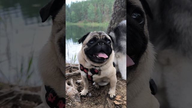 Пёслантида смотреть онлайн