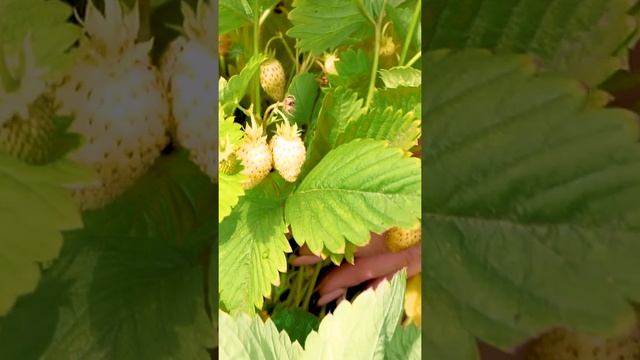 Урожайный сорт ремонтантной земляники Золотинка. Садовая земляника.