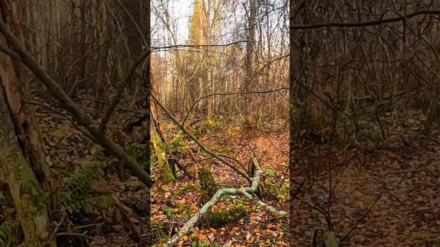 Карельские просторы смотреть онлайн