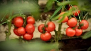 Отличный вкус! Томат персиановский f1!