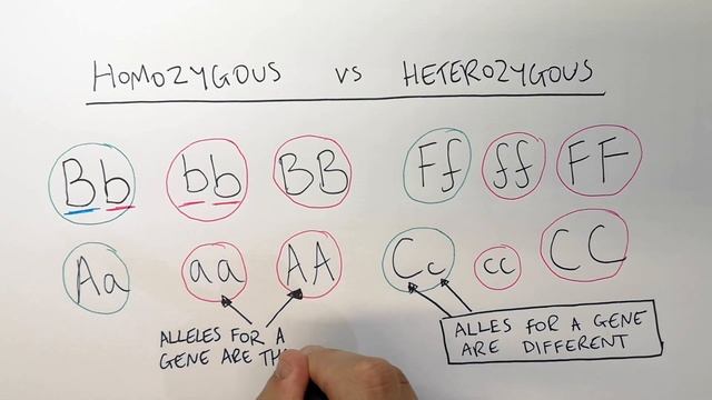What Are Alleles - GCSE Biology | kayscience.com смотреть онлайн