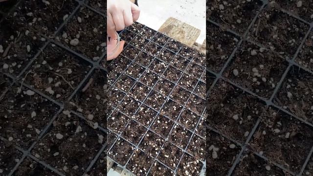 Лучшие сорта лука репчатого для выращивания из семян за один сезон. Крупный лук из семян.