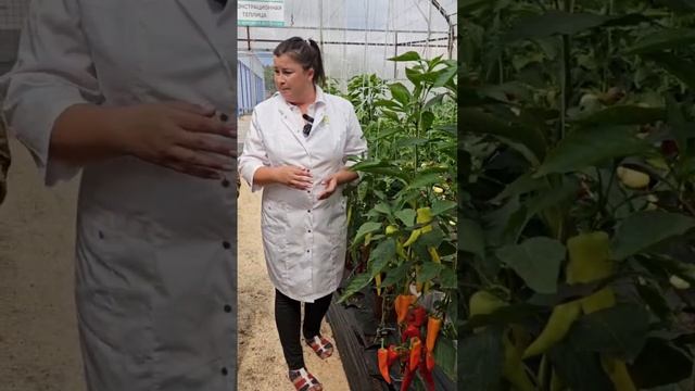 ЛУЧШИЙ сорт сладкого перца для паприки.