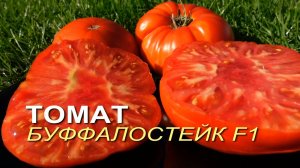 Томат БУФФАЛОСТЕЙК F1. Обзор сортов ТОМАТОВ!