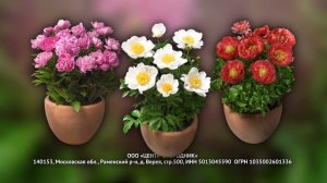 Зимостойкие пионы. Как выбрать сорта пионов?