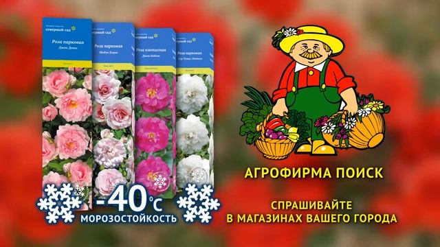 Розы серии "Северный сад" от Агрофирмы ПОИСК смотреть онлайн