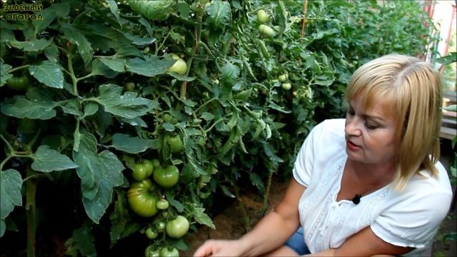 Оказывается ТОМАТЫ отлично растут и в ВЕДРАХ!  Советы от ЗЕЛЕНОГО ОГОРОДА!