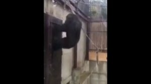 Обезьяна Стучит В Дверь Мем Оригинал:)