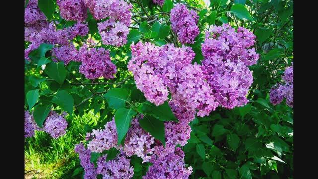 ЦВЕТЁТ СИРЕНЬ В МОЁМ САДУ... смотреть онлайн