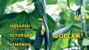 Огурец Форсаж F1 от Агрофирмы Поиск