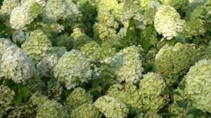 Новые сорта метельчатых гортензий с крупными соцветиями. Обзор сортов гортензии из питомника.