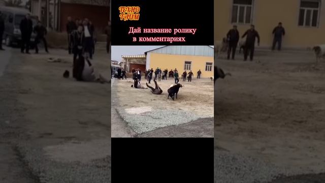 Прикол года смотреть онлайн