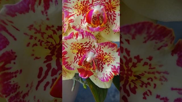 Phal. I-HSIN Spot Leopard бабочка 🦋 Домашнее цветение азиатской орхидеи Спот Леопард 🐆 смотреть онлайн