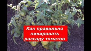 Как правильно пикировать рассаду томатов