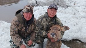 Спасение самки Изюбря