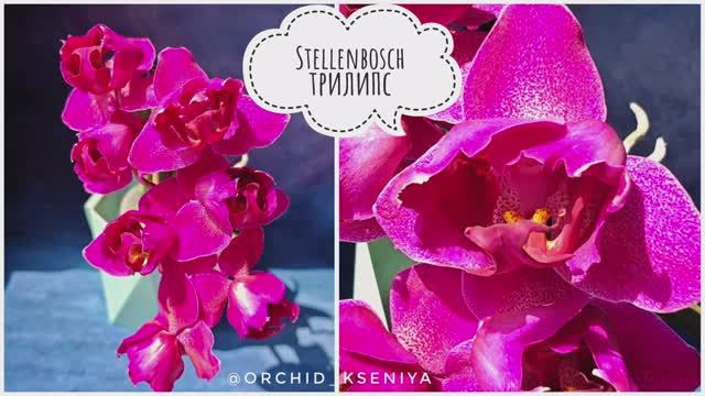 Трилипс Stellenbosch | Орхидея фаленопсис с мутацией листьев 🌱 Домашнее цветение | Обзор смотреть онлайн