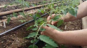 Подвязка томатов в теплице. Самый удобный способ подвязывания томатов в теплице. Ошибки подвязки.
