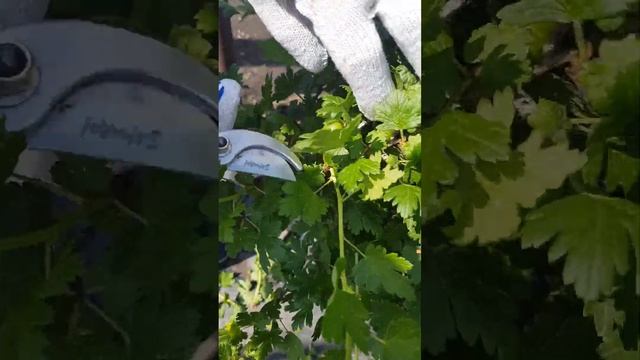 Формирование крыжовника. Как правильно обрезать взрослый куст крыжовника.