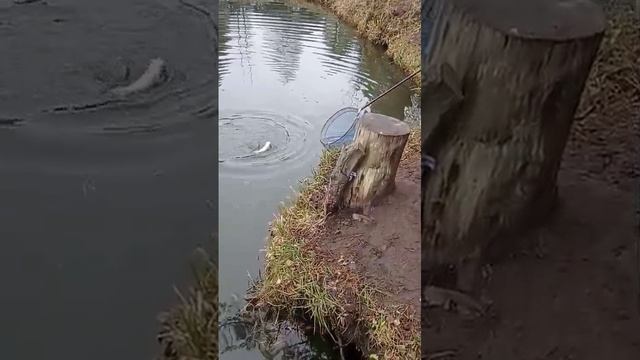 поимка смотреть онлайн