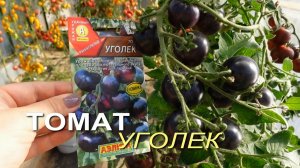 Томат УГОЛЕК. Обзор сортов ТОМАТОВ!