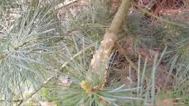 Как спасти сосну от пузырчатой ржавчины?