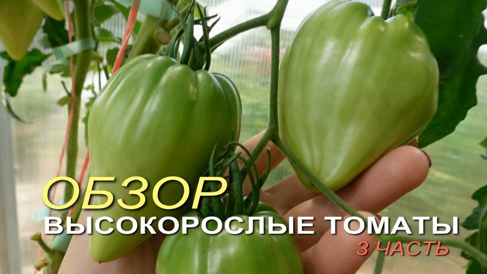 Обзор ВЫСОКОРОСЛЫХ томатов в теплице на начало ИЮЛЯ! 3 часть. Советы от ЗЕЛЕНОГО ОГОРОДА!