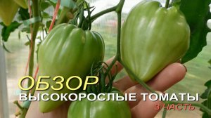 Обзор ВЫСОКОРОСЛЫХ томатов в теплице на начало ИЮЛЯ! 3 часть. Советы от ЗЕЛЕНОГО ОГОРОДА!