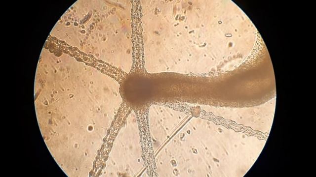 Ziess Jena microscope смотреть онлайн