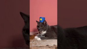 КОТИКИ В МАГАЗИНЕ - ГРАБИТЕЛЬ (@kotiynet)