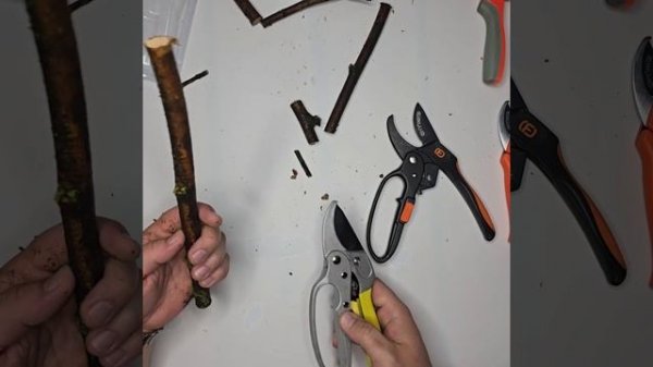 Сравнение обычных секаторов и секаторов с храповым механизмом.