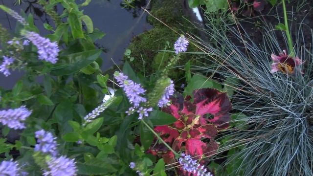 ИЗЮМИНКИ ВАШЕГО САДА. Цветочные ВЕРТИКАЛИ смотреть онлайн